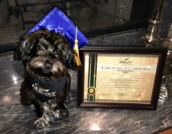 gracie-is-a-graduate-8-26-16-aedit